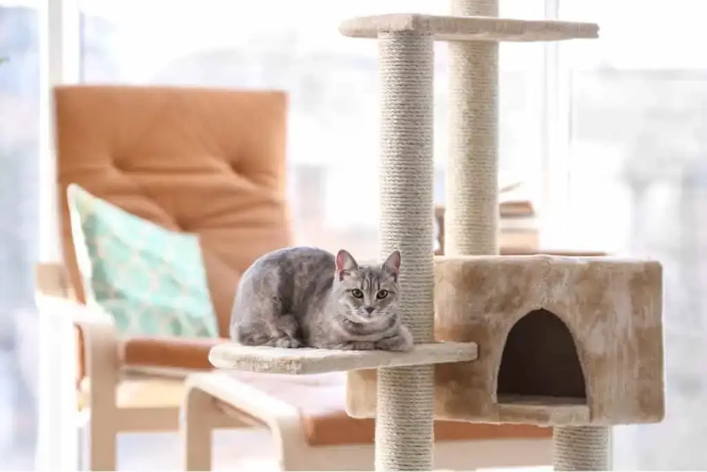 Condo tower for cats